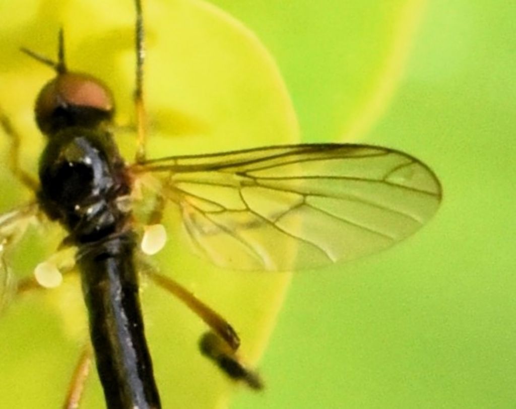 Brachystomatinae ID?